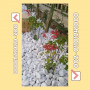 black-gravel-pebbles-black-gravel-pebbles-selling-supplying-and-exporting-small-3