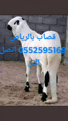 قصاب سوداني بالرياض 0552595169