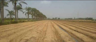 مزرعة 2.5 فدان محاصيل زراعيه فى الكيلو 75 طريق مصر اسكندريه الصحراوي